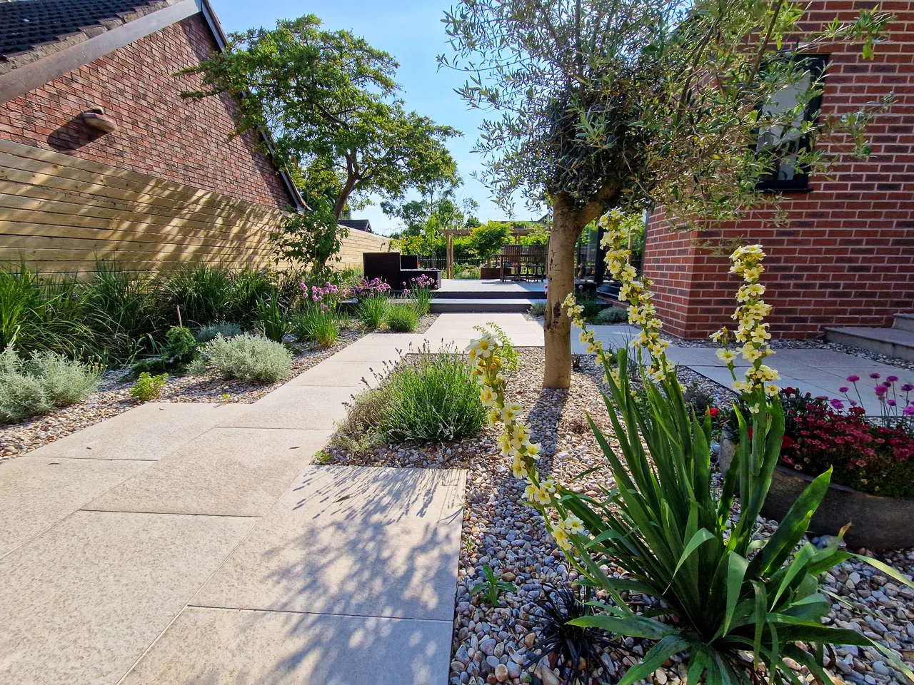 Contemporary garden design - Olive tree with Mediterranean style underplanting in Alwoodley. Yorkshire Gardens, Leeds