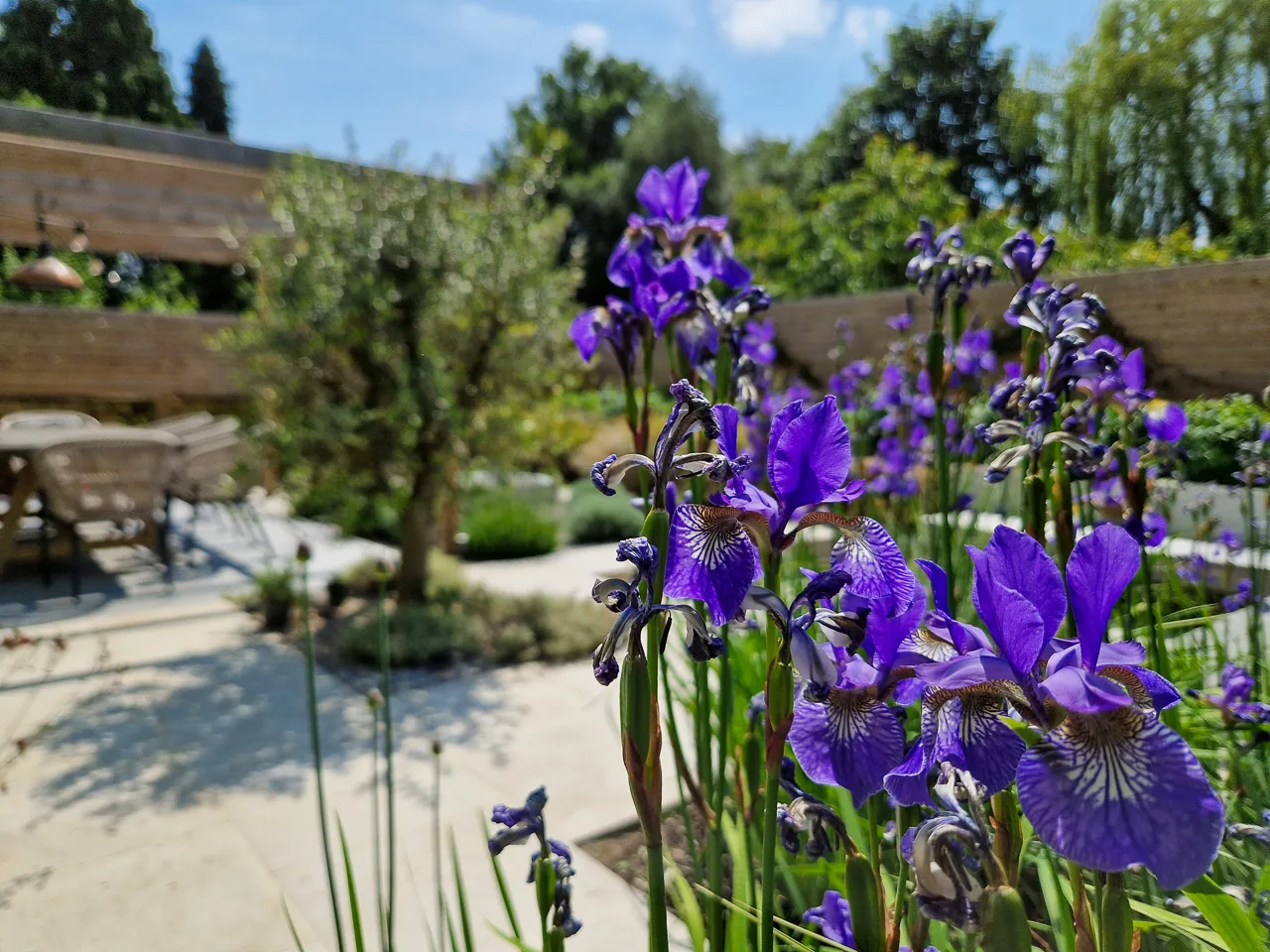 Iris sibirica