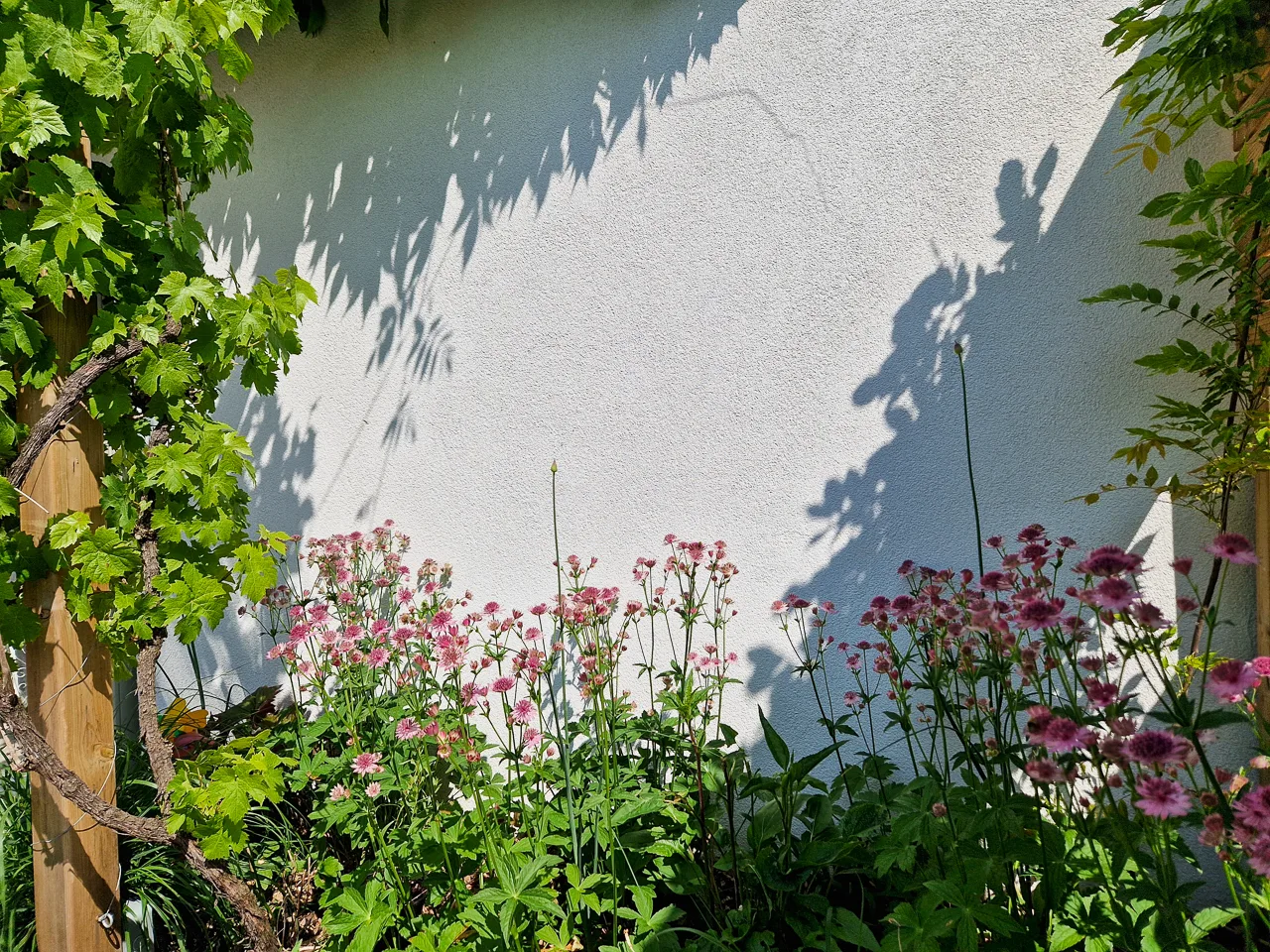 Astrantia major